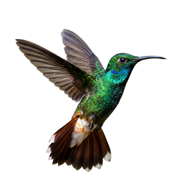 Colibrí